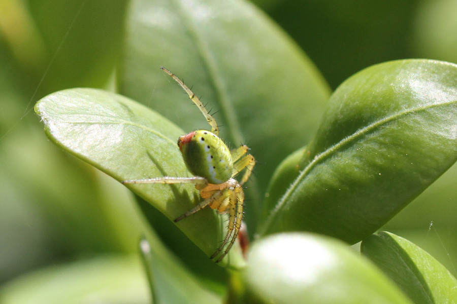 Araniella opisthographa  - Arenzano (GE)
